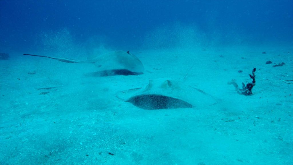 sting-rays-marine-team